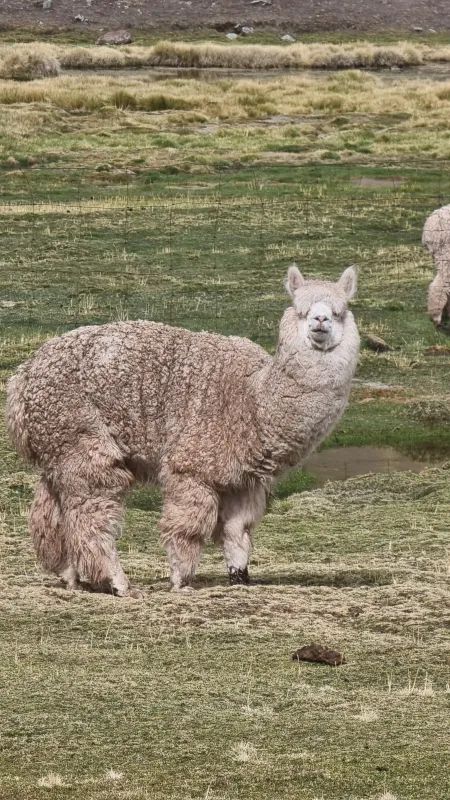 Peru